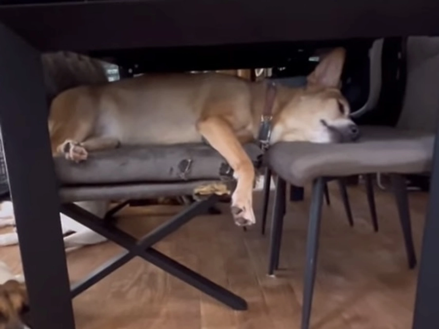 終了まであと2日。レーベンらしさは、私達のアピールポイント