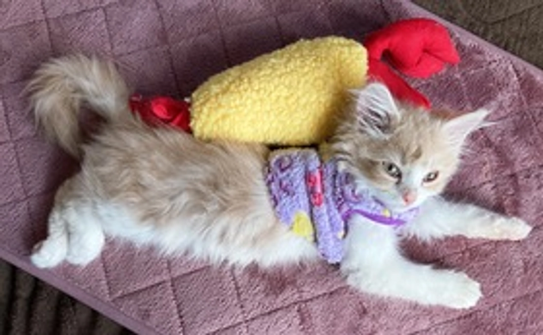 あむ応援1000(リターン不要な方)