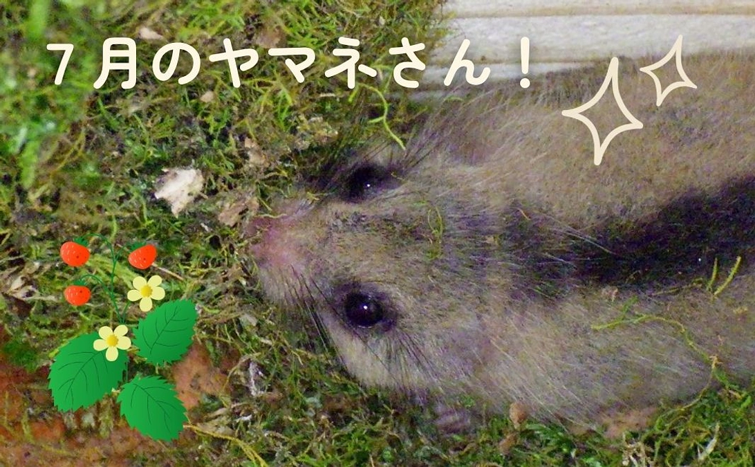 🐾いきものフィールド日記 #13『その後の活動報告：ヤマネさんと出会った7月』