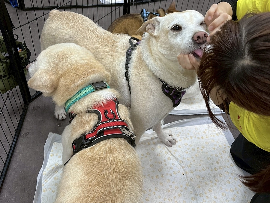 私達はなぜ地方の野犬を首都圏のご家族につなげようとするのか