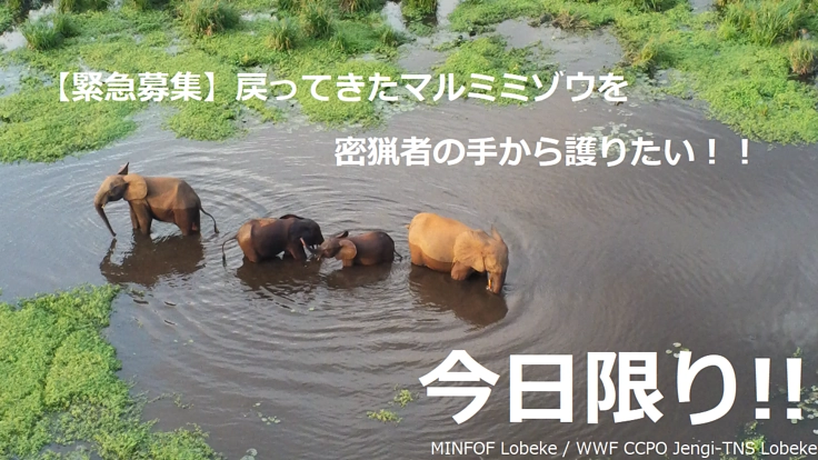 【今日限り!!】戻ってきたマルミミゾウを密猟者の手から護りたい!!