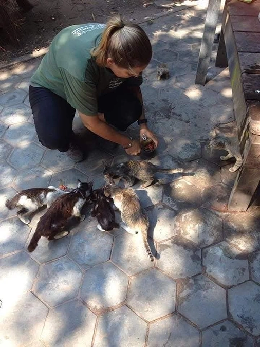 お寺に住む猫たちへの食事支援