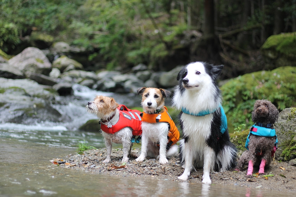 【ワンズ・ラフのストーリー⑦  愛犬をつなぐ心のリード】