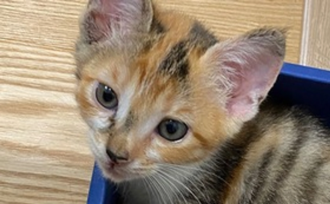 【つばき応援】感謝のメール