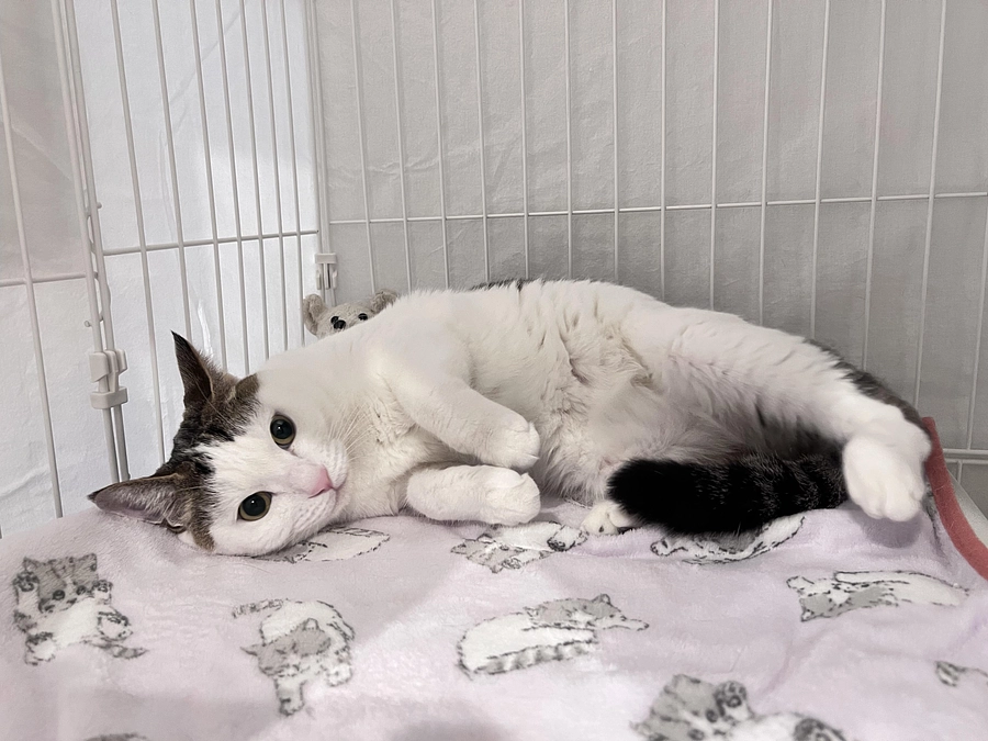 シロちゃん、保護猫ホームへ。ぬいぐるみの”しんゆう”も一緒だから安心だね