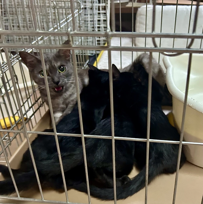 まだまだお母さん猫なオッパイが恋しい子猫たち🐈‍⬛明日親子で譲渡会参加しまーす❣️