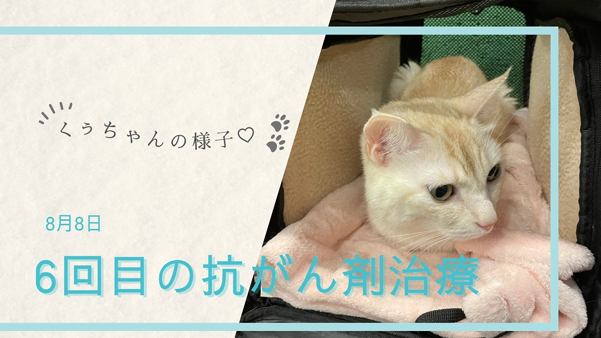 6回目の抗がん剤治療とその後のくぅちゃんの様子