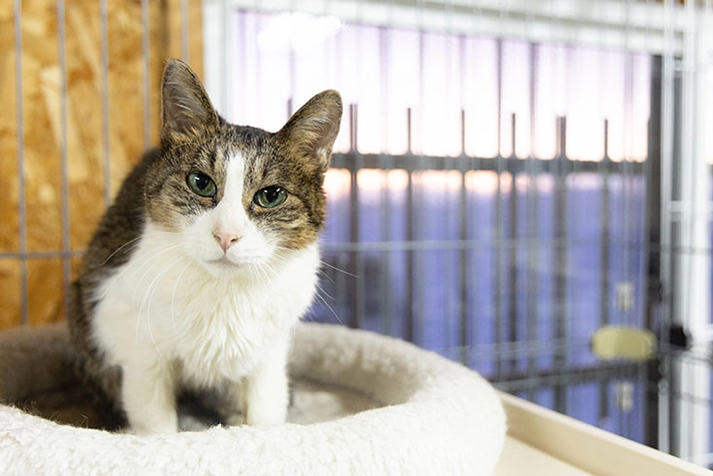 ネクストゴール達成で　猫舎を明るく快適な飼育環境に