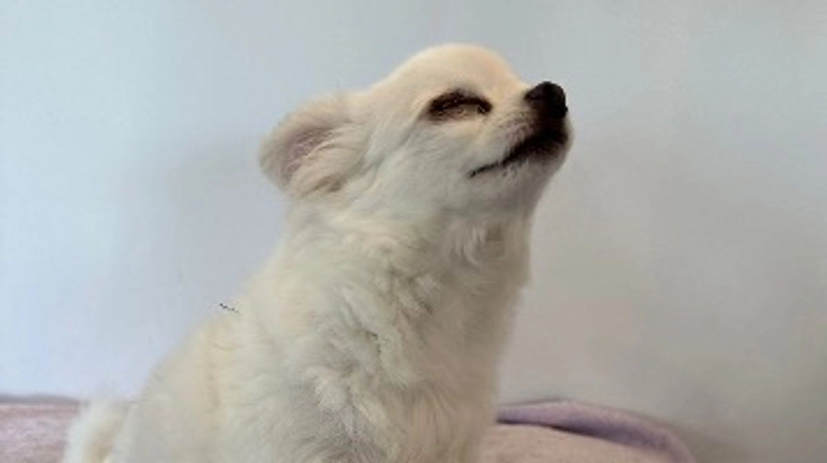 【あと2日！最終目標まであと122万円】素敵な応援コメントを一部ご紹介