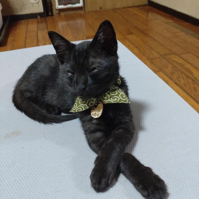 ボブ君💕みたいなぁ〜