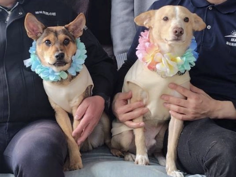 レモンとシュウが正式譲渡となりました。春はイベントが目白押しです。