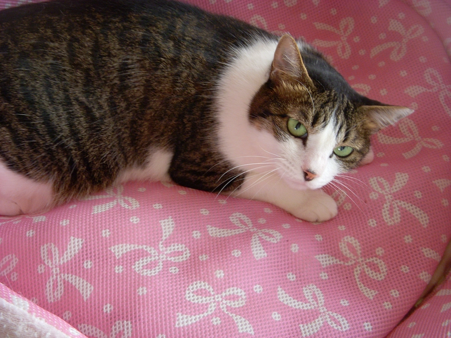 Ｍ.Ｍ様へ捧げる画像　　綺麗所の愛猫