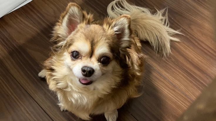 さらの心臓手術(僧帽弁閉鎖不全症)のご支援をお願いします