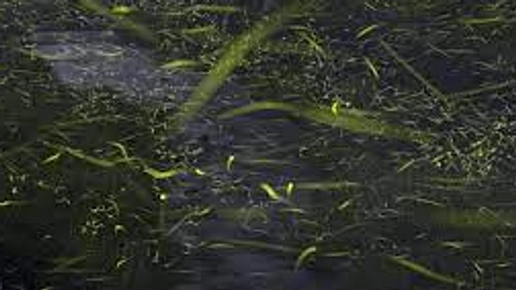 川西市に流れる「塩川（しおかわ）」に生きる蛍の生息地を守りたい