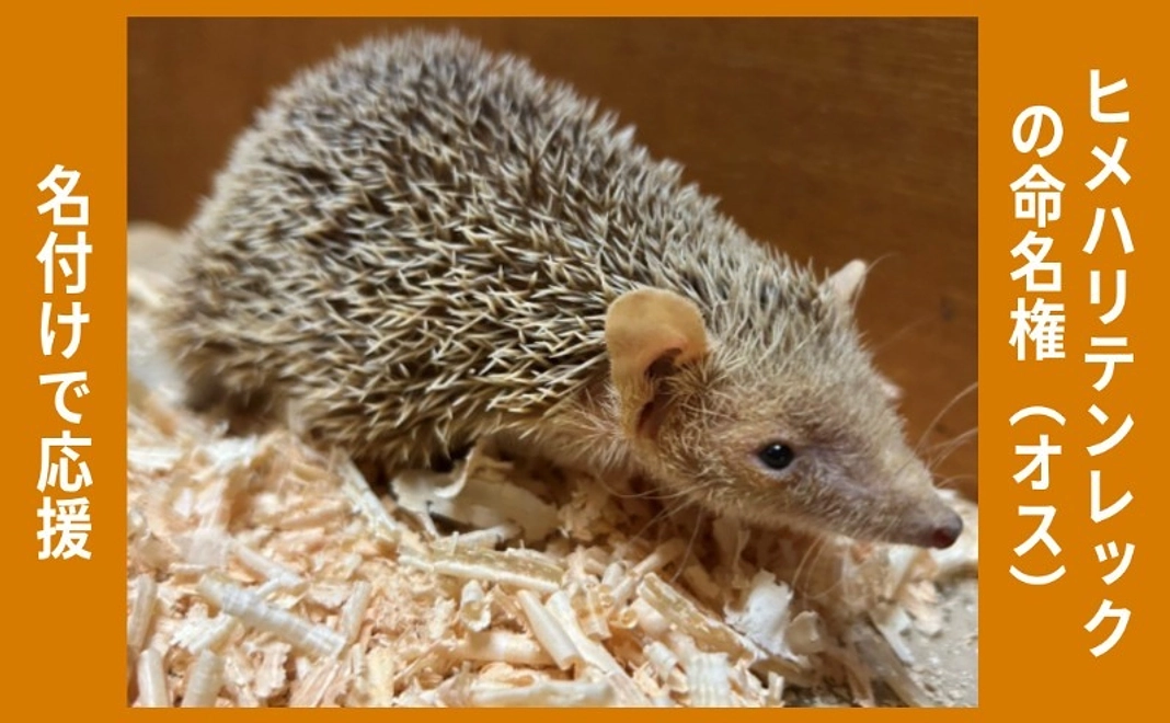 名付けで応援｜ヒメハリテンレックの命名権（オス）