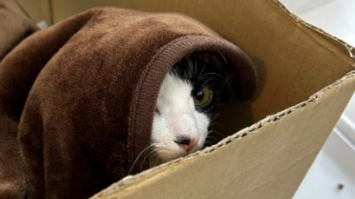 メイン画像の子。下半身付随の子猫「たま」の保護 〜その３｜人馴れ訓練〜