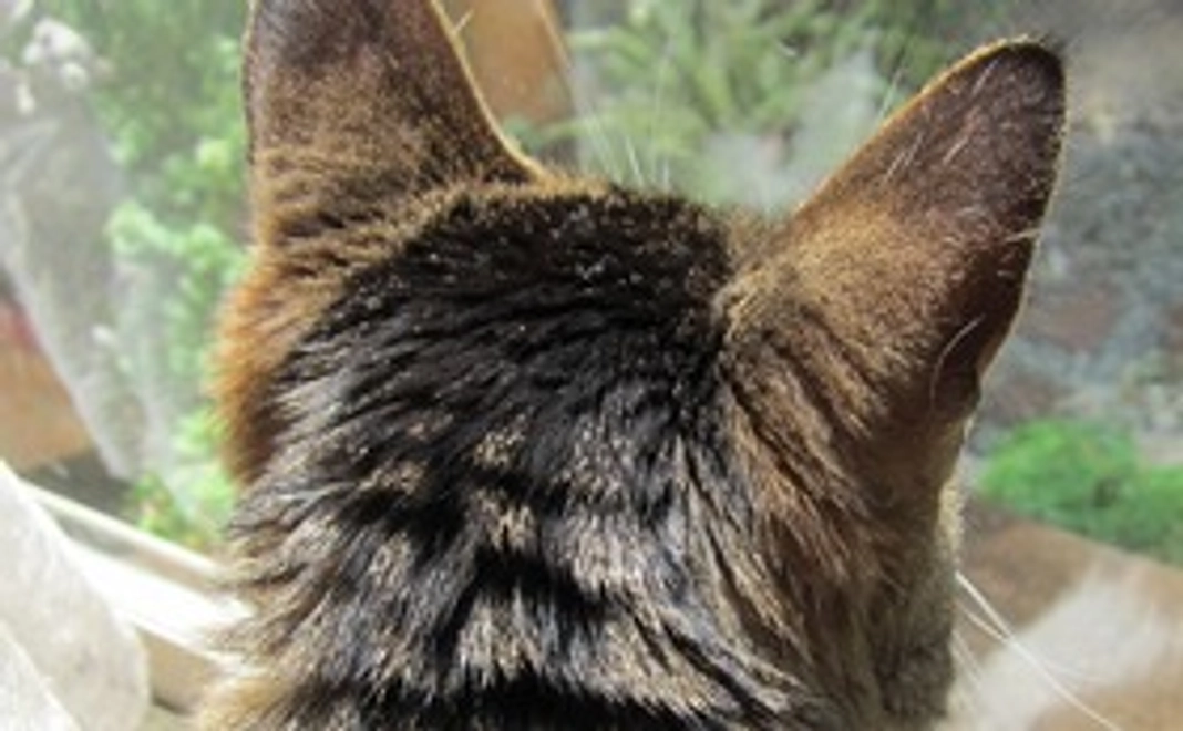 感謝を込めてポストカード／リターン不要