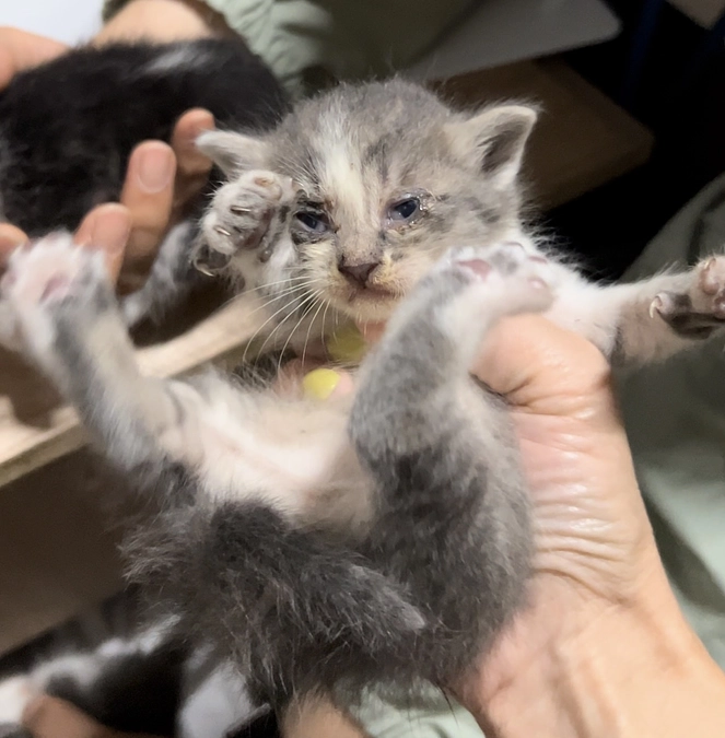 多頭飼育での崩壊を未然に防ぐ為の移動手術車