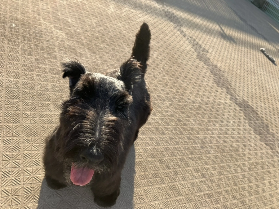 今日はドッグランを独り占め♪