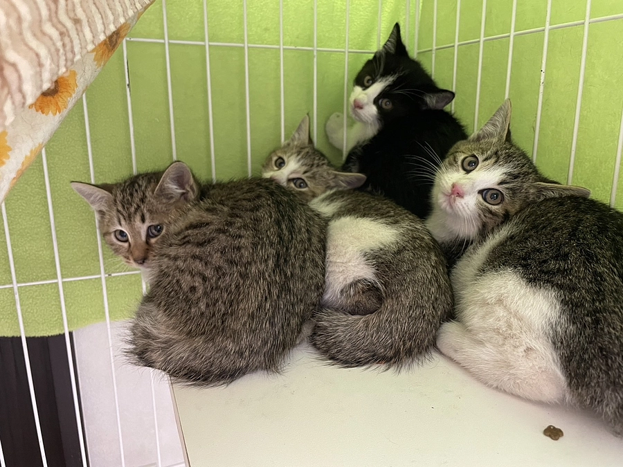 【活動報告】第4回の医療費支援で44頭の猫たちへ支援を行いました。