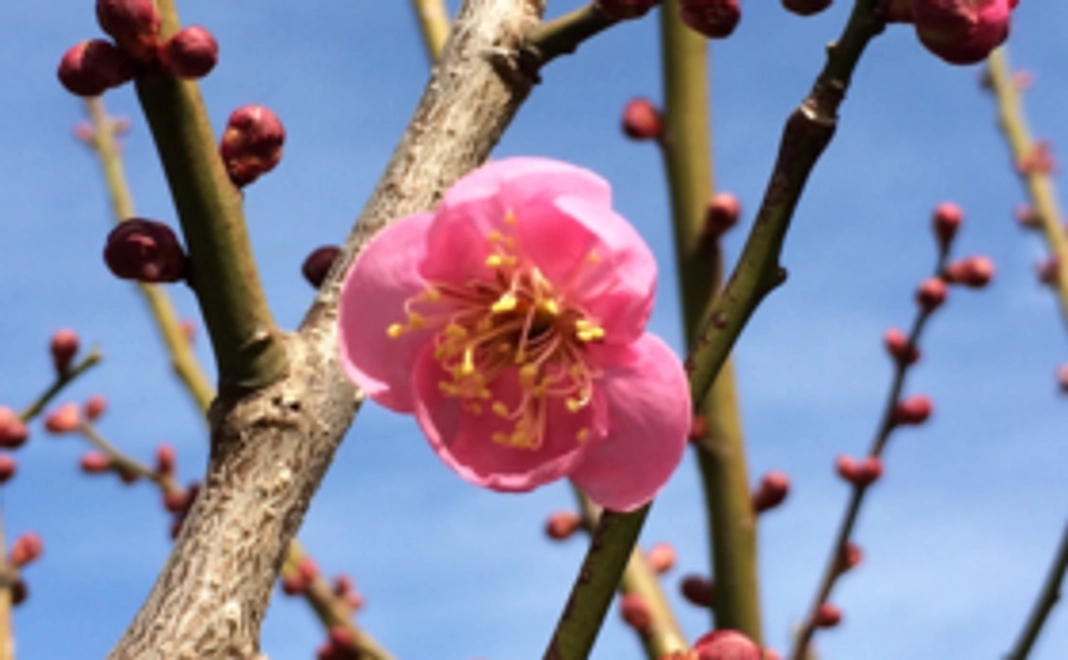 「里山のイスキア」サポーターコース！