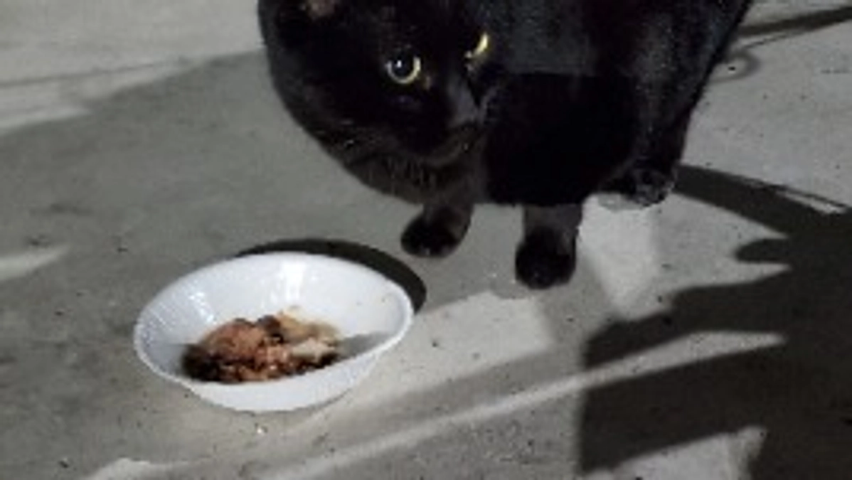 外猫たちにお腹いっぱいご飯を食べさせてあげたくて新たにプロジェクトに挑戦させていただいております。