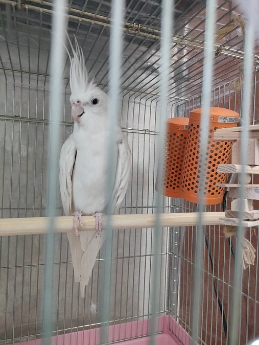 【施設と里親様を待つ鳥さん紹介　その１】