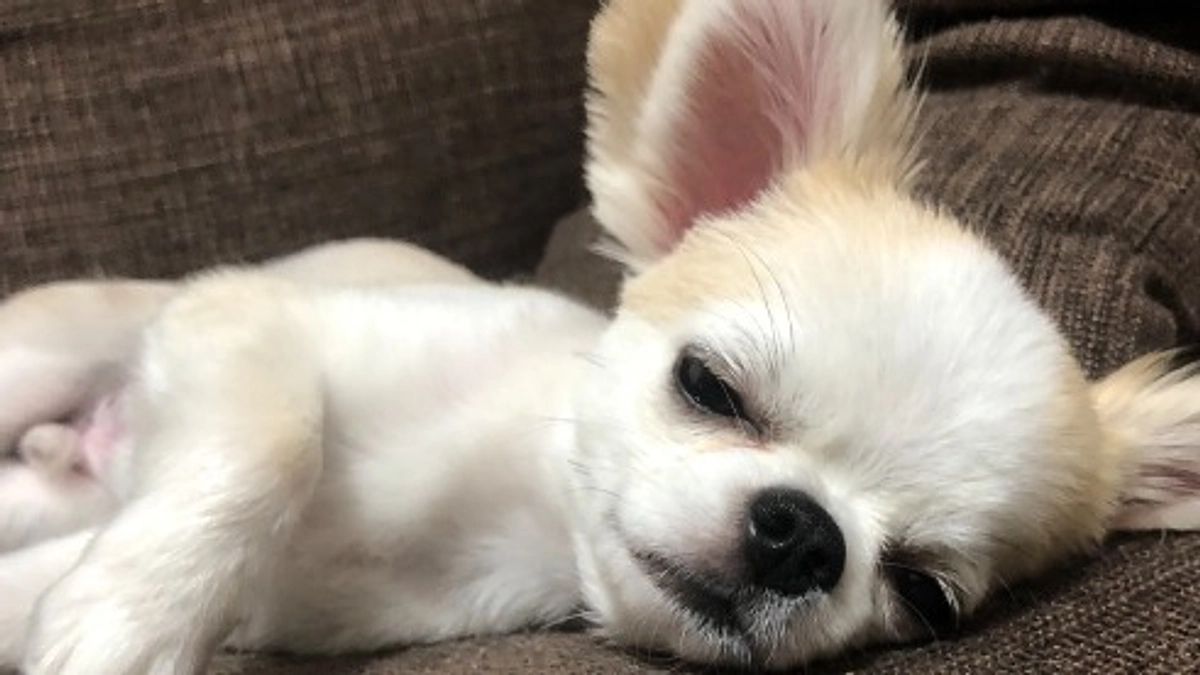 残り6日です！ご支援お願いいたします 🙇‍♀️