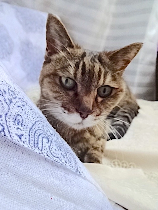 diary Vol.63　しまちゃんの体調悪化。