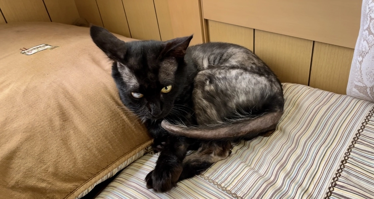 クロちゃんと仲良くしたいハルくん