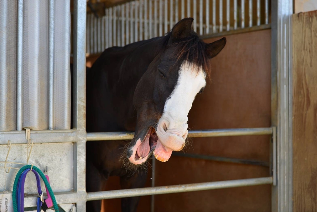アヴニールファームにはどんな馬がいるの？part４
