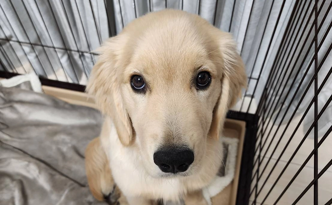 感謝のメールと元気な「らむね」の写真【3,000】