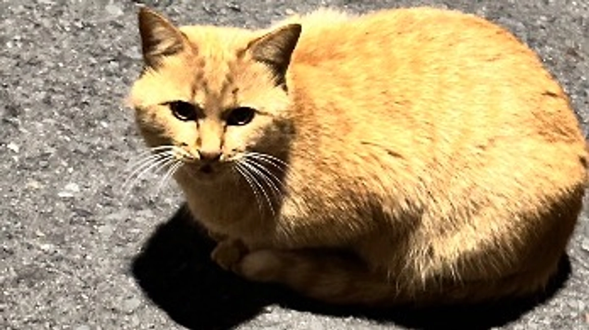 写真整理をしていると出てきました。