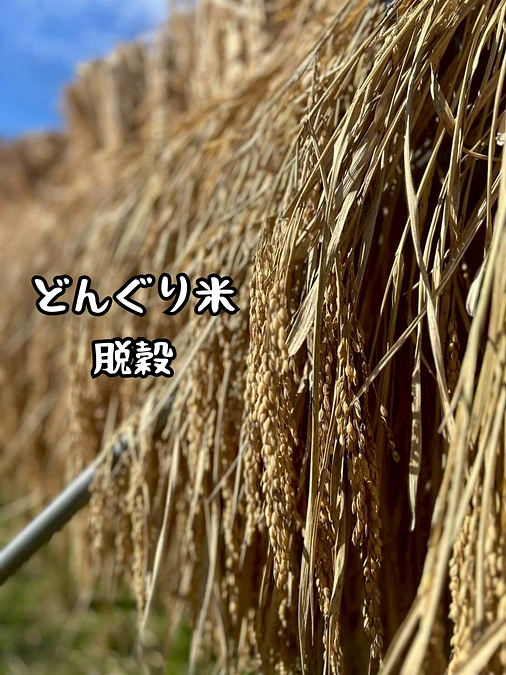 どんぐり米　脱穀！