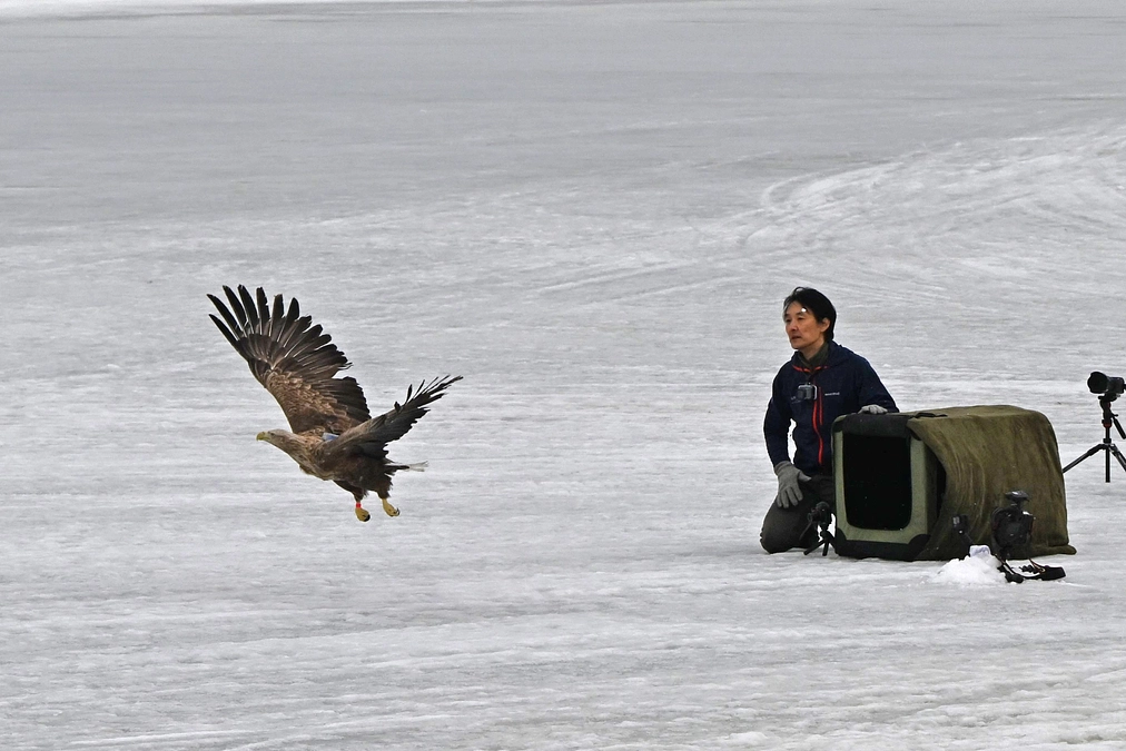 高病原性鳥インフルエンザから回復したオジロワシの放鳥（胸のカメラ）