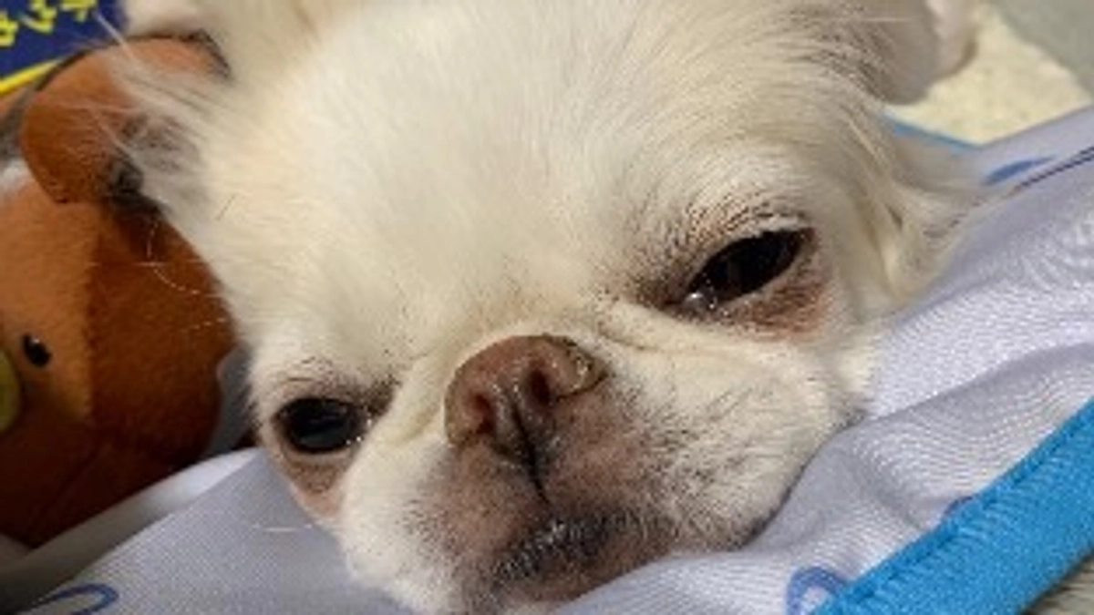 残り4日🐶‼️