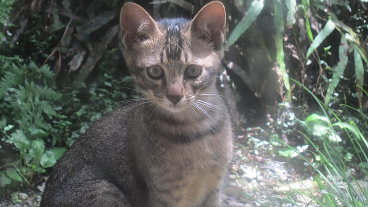 【現実と向き合う】野外猫救済と保護にご協力を！