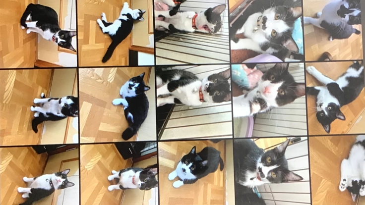 野良猫の避妊、去勢手術