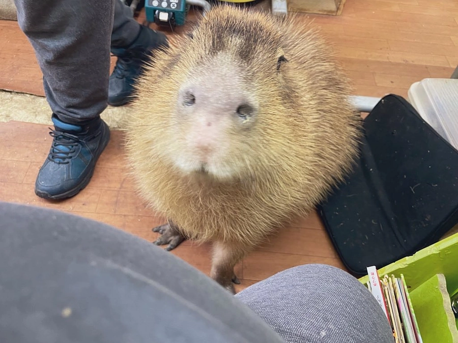 Please make this dream come true for our family