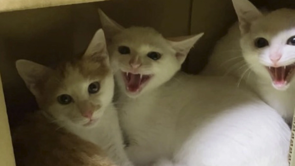 9月は威嚇する子猫たちの特訓期間！