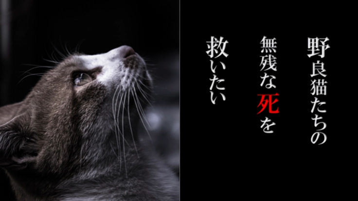 小さくても命！野良猫たちの不妊手術と子猫の治療をしたい！