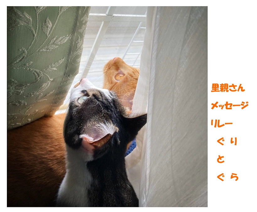 【里親さんメッセージリレーVol.8】 ぐり と ぐら