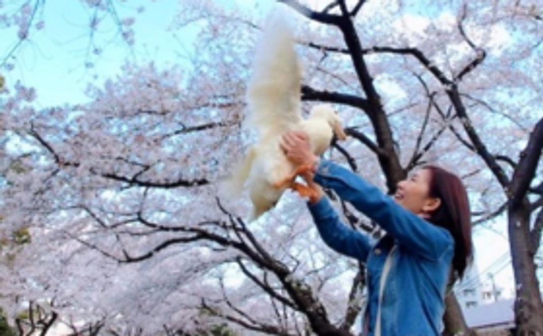 あひる応援コース