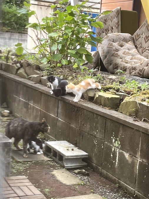 野良猫ママと子猫4匹保護