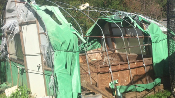 熊野地鶏の飼育開始!大型台風で初年度から大ピンチ!!