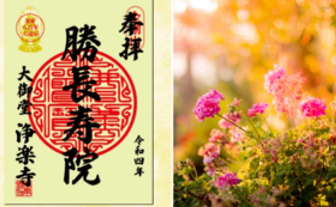 A｜限定御朱印＋お花