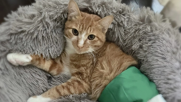 一生歩けないと言われた子猫へ。治療して、家族に迎えたい!