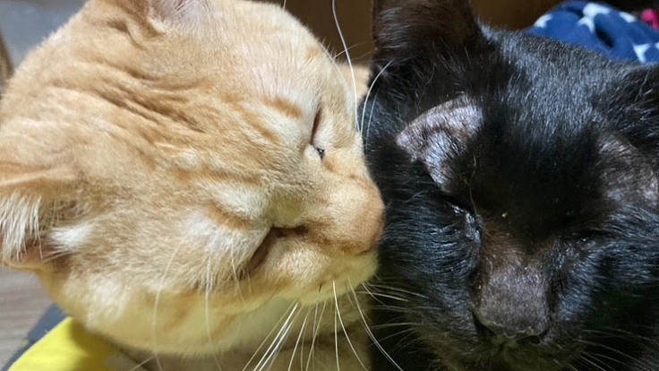 【助けてください】50匹の命を守りたい