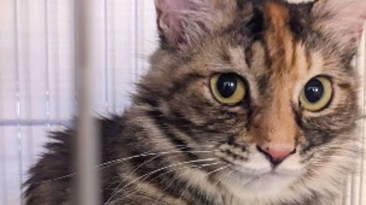 川辺の猫さん正式譲渡第一号になりました！