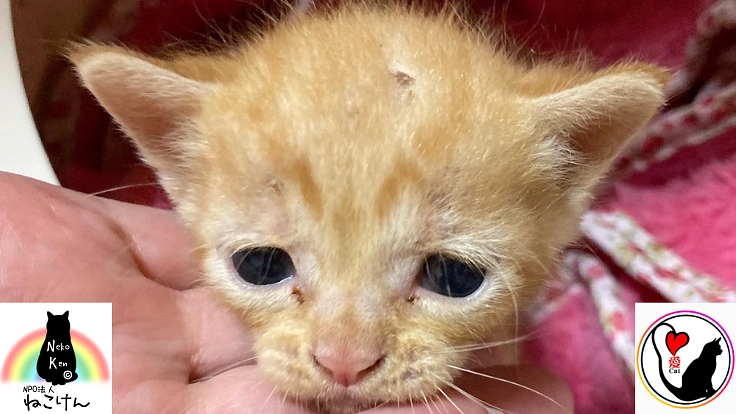 愛媛県の殺処分数0を目指して|TNR専門病院設立にご支援ください!